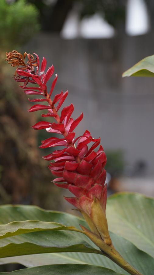 Fleur de gingembre rouge