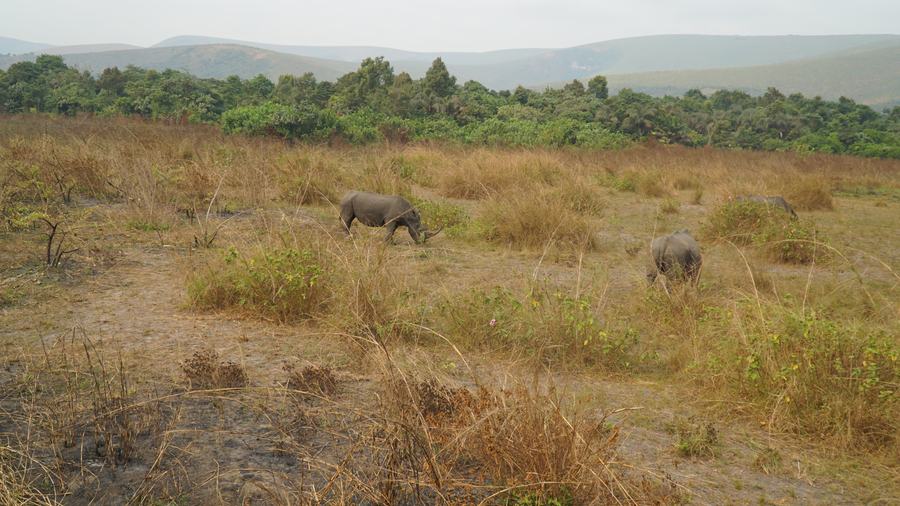 Rhinocéros dans la plaine