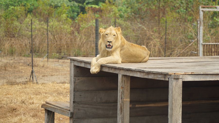Le lion sur sa plateforme