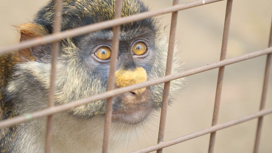 Un singe du parc